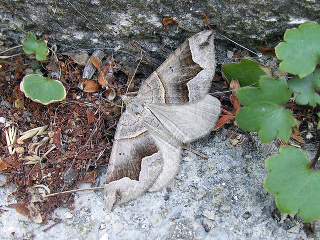 Scotopteryx da identificare : S. moeniata